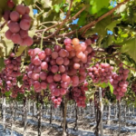 Productores de Uva en la región Enriquillo, se han ido a la quiebra por falta de apoyo